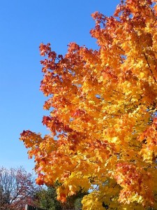 Herbstbaum 001
