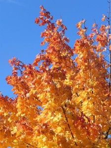 Herbstbaumt 002