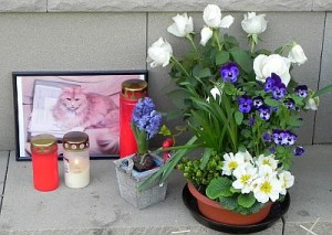 Katzenbild 001