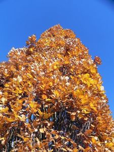 Herbstblaetter-kl 001