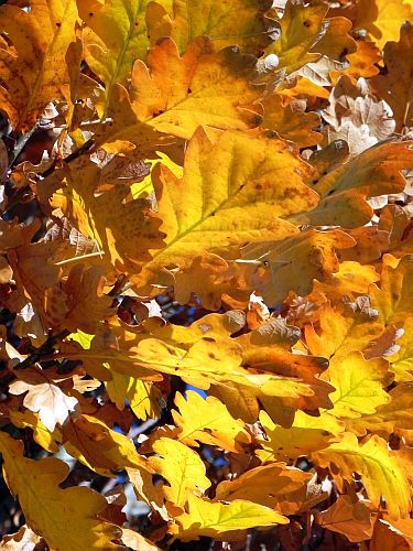 Herbstblaetter-kl 002