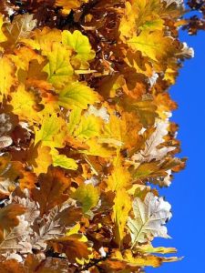 Herbstblaetter-kl 003