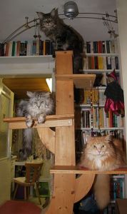 Kratzbaum3 002
