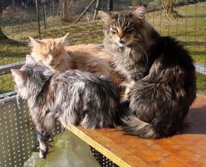 Katzen-Balkon 010