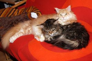 Katzen-Couch 048