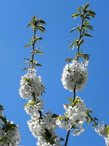 Baum 004