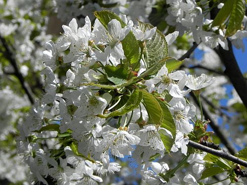 Baum 005