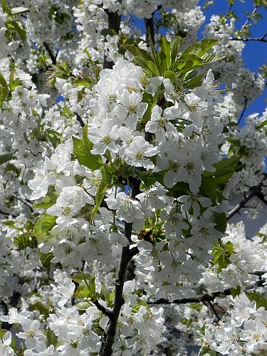 Baum 006