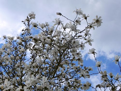 Magnolien 009