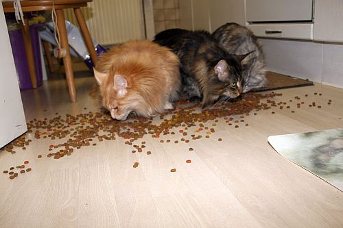 Trofuparty 004
