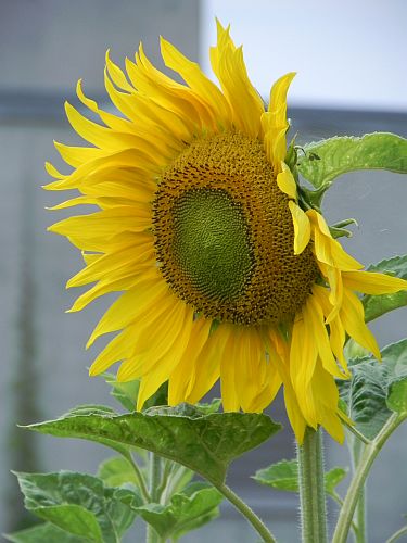 Sonnenblume 010