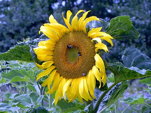 Sonnenblume 012
