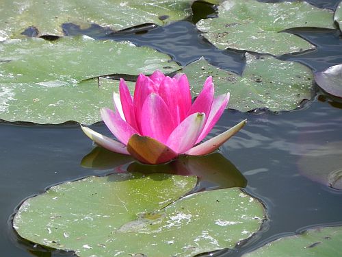 seerose 019