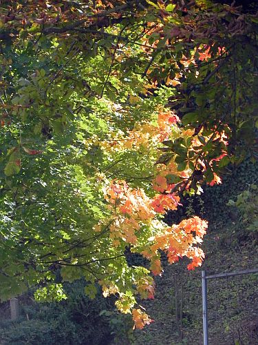 Blaetter-Licht 020