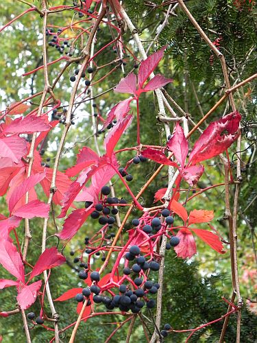 Blaue Beeren 017