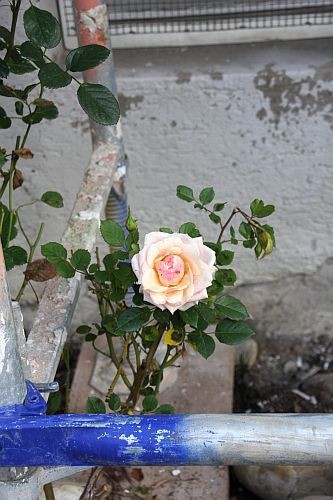 Eine der letzten Rosen aus dem Garten meiner Tante behauptet sich auf der Baustelle.